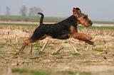 WELSH TERRIER 070